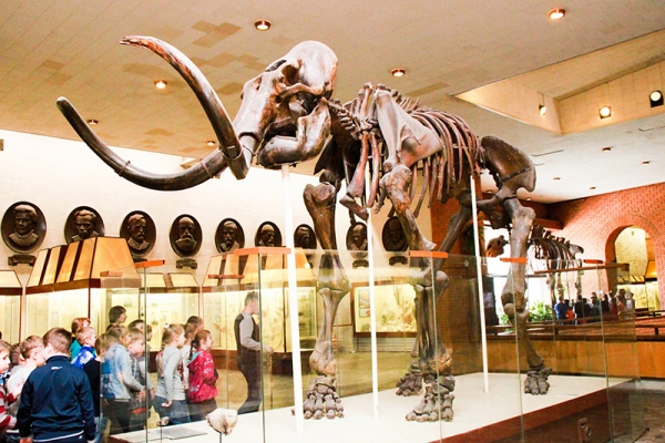 Посещение Палеонтологического музея