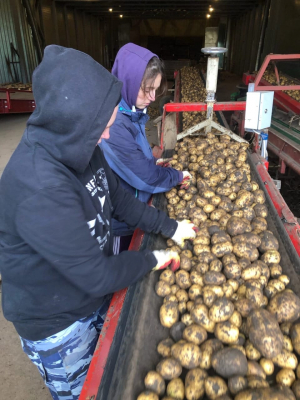 Сельскохозяйственный трудовой проект «Подмосковная картошка 2022»